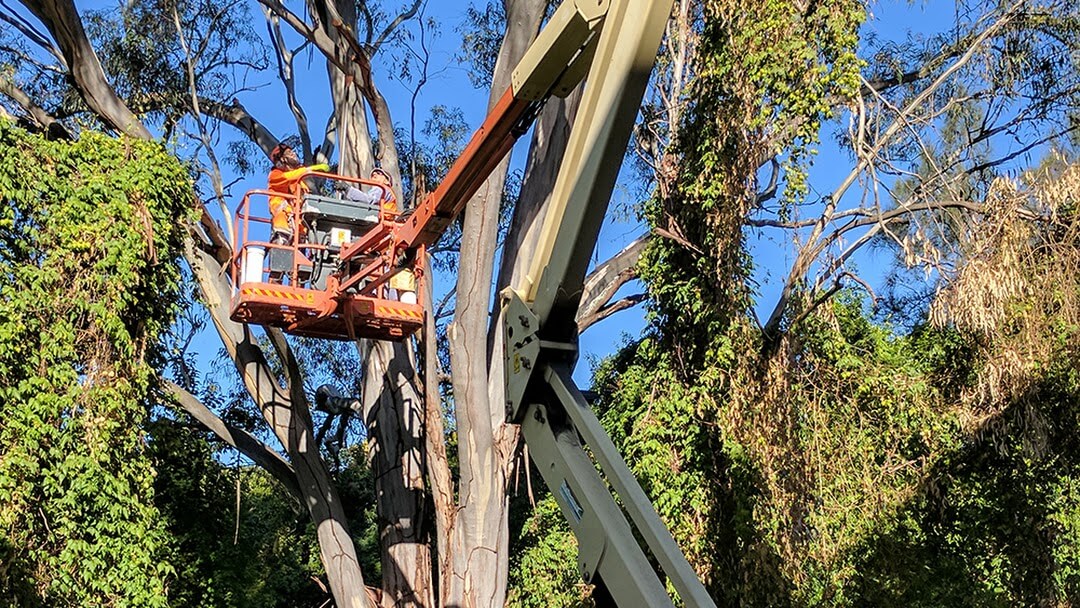 The Ultimate Guide to Tree Removal in Rockhampton