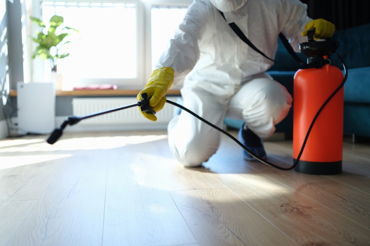 How Pest Control Saves Your Home and Family Safe