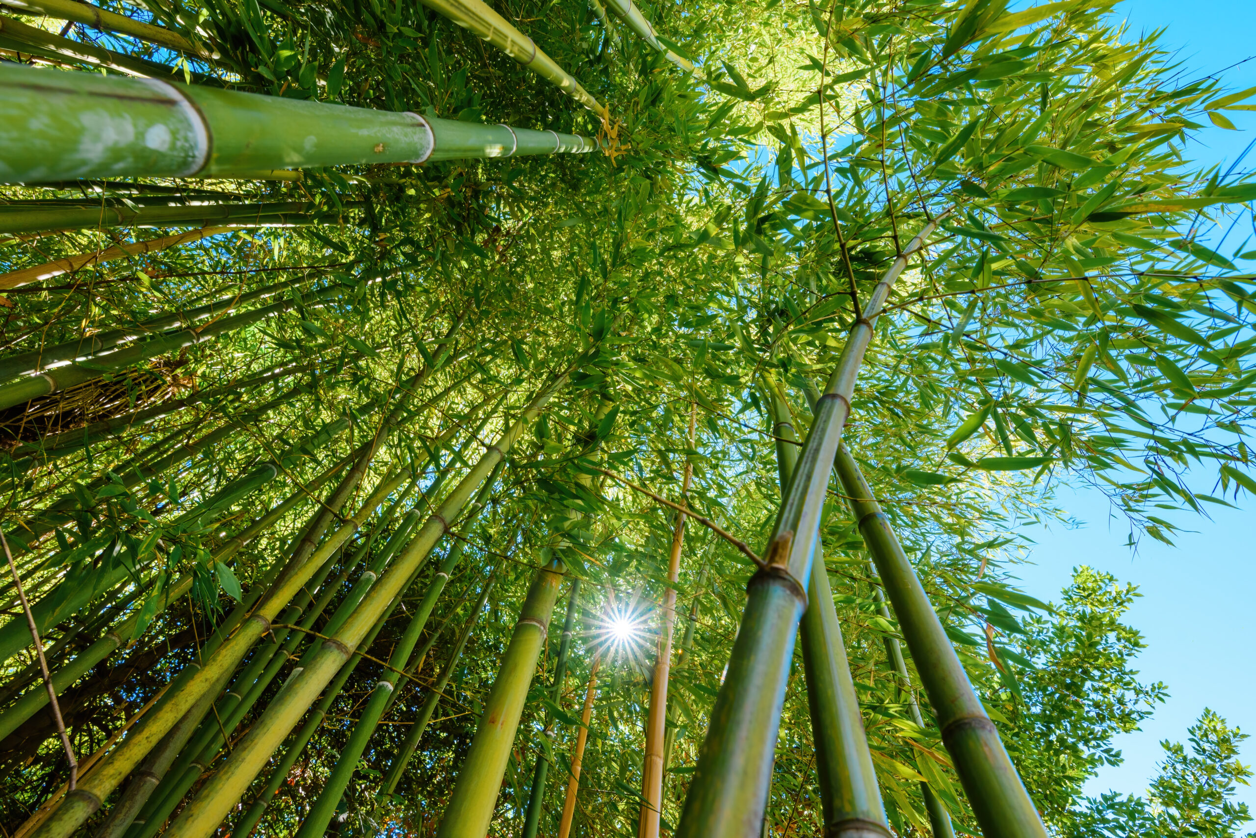 bamboo removal services